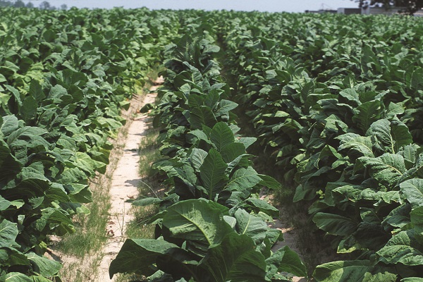 Rows of tobacco plants grow on a farm in North Carolina, USA.