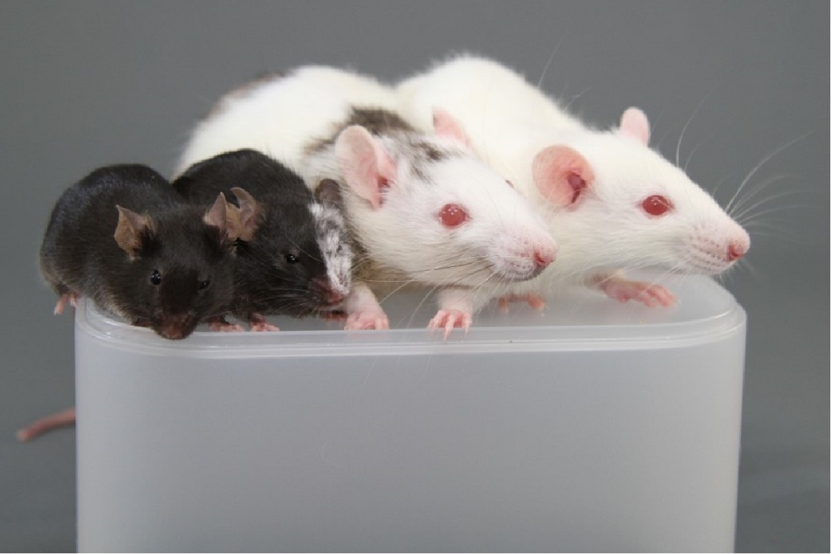 Two black mice and two white rats face the camera. One mouse and one rat have patches of mixed color fur, showing that they are chimeric. 