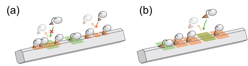 Cartoon schematic of crowding-out effect causing some cellulase molecules to be blocked from binding