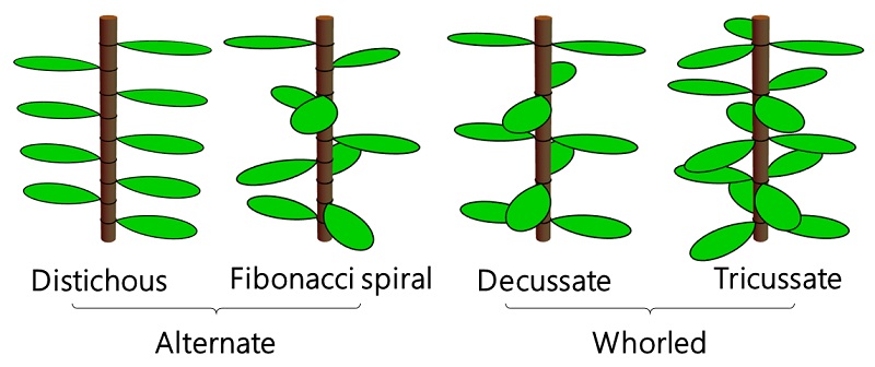Cartoon diagrams of four common phyllotaxis patterns.