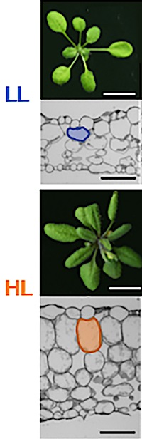 Top-down photographs of two Arabidopsis plants and light microscopy images of their leaf cells.