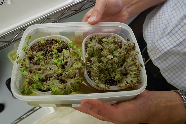 Male and female liverwort plants grow side-by-side in a clear plastic dish being held in a man's hands.