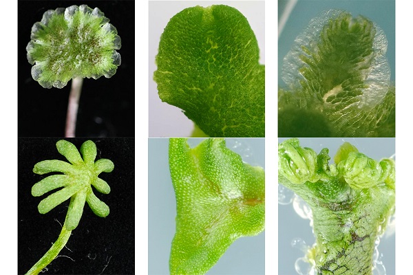 Six light microscopy images of genetically different liverwort plants.