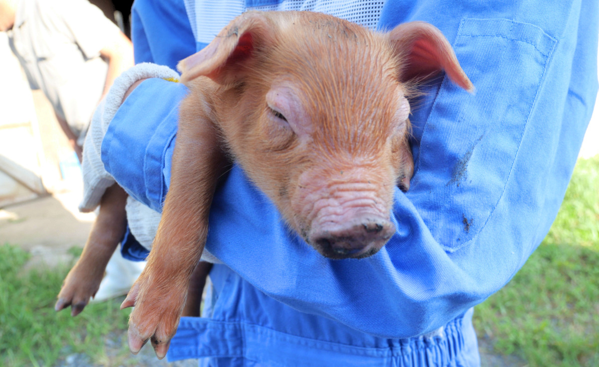 Auburn-colored piglet being held by a person wearing blue