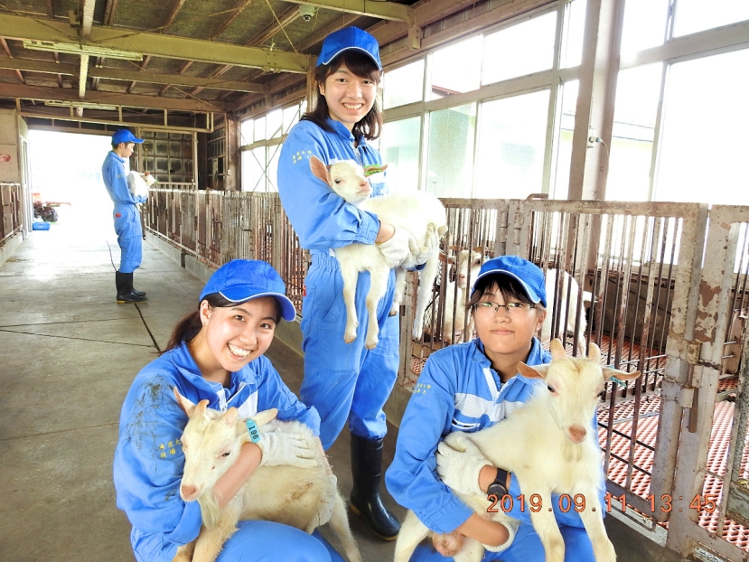 Four people wearing blue and holding white goats
