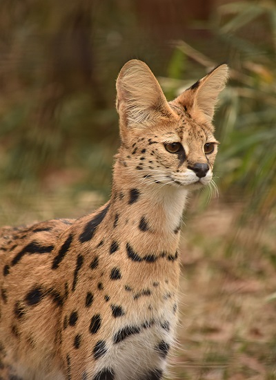 The head and shoulders of a serval cat.