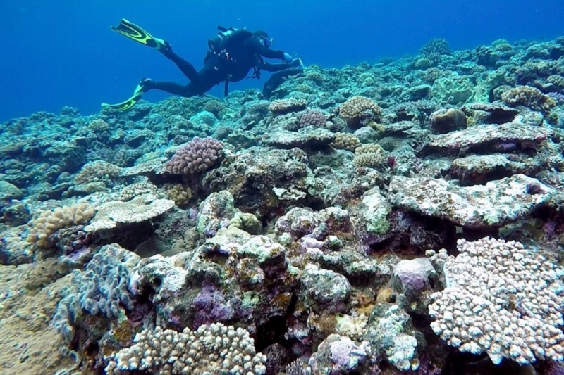 Underwater photo of a coral reef. A SCUBA diver is visible in the background.