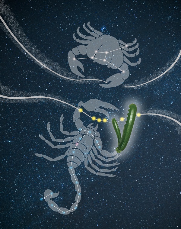 Cartoon of a crab and lobster constellation cutting strands of RNA.
