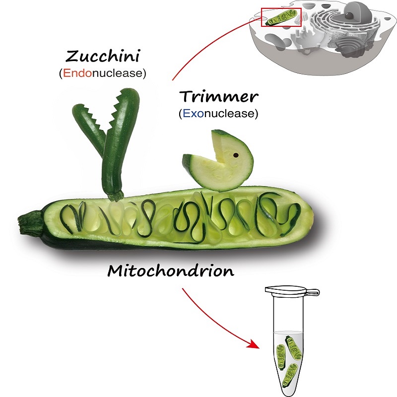 Grey diagram of cell in top right. Cartoon of vegetables representing proteins studied in the research in center. Cartoon of vegetables in a laboratory test tube in bottom right.
