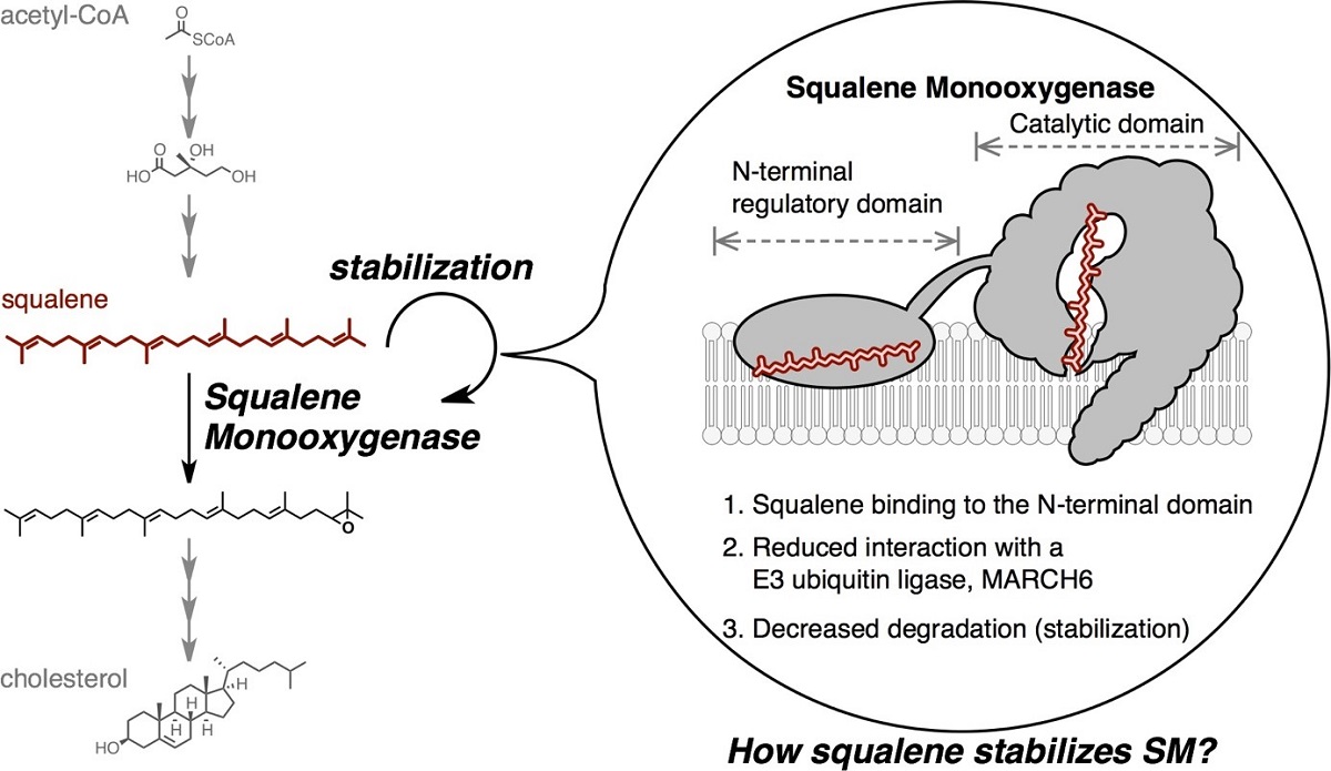 Research illustration of squalene-mediated stabilization of squalene monooxygenase.