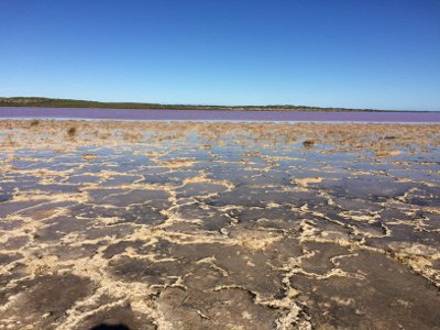 オーストラリアHutt LagoonのDunaliella 自然繁殖地域（遠景ピンク色部分）