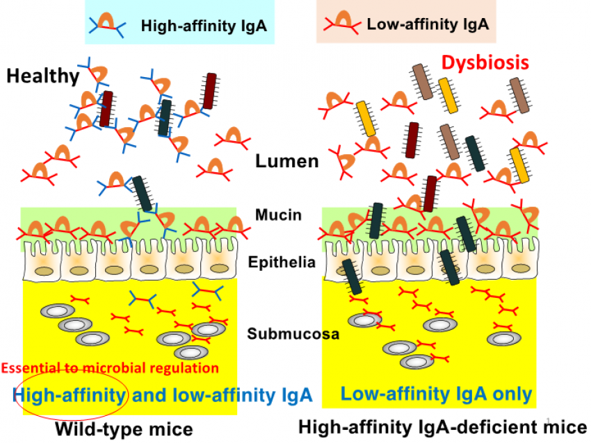 High-affinity intestinal IgA regulates gut microbiota