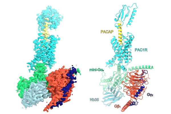 Space filling (left) and tertiary structure (right) diagrams of PAC1R-signaling complex