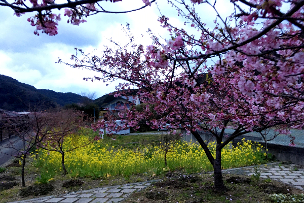 Pink trees, green grass and yellow flowers