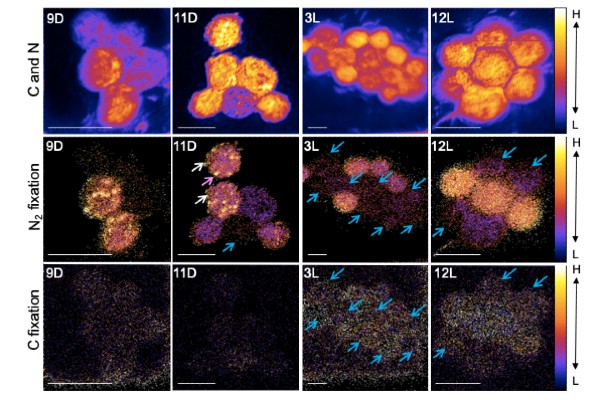 Research figure with 12 images of cells.