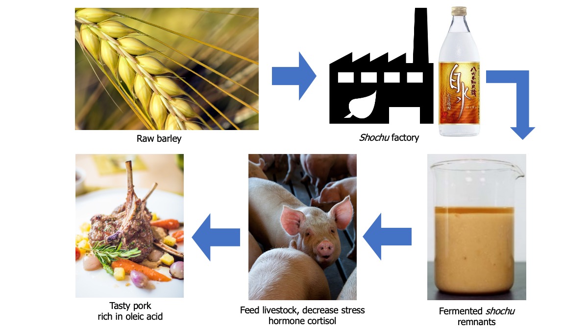 Flowchart showing 1) Raw barley, 2) Shochu factory, 3) Beaker of yellow-brown colored shochu remnants, 4) pink adolescent pig, and 5) cooked pork chop on a plate surrounded by roasted vegetables