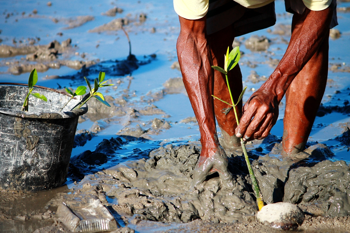 Image of man standing in ankle-deep, dark grey mud, using his hands to plant a mangrove tree sapling. Additional young trees are in a black bucket on the left side of the image.