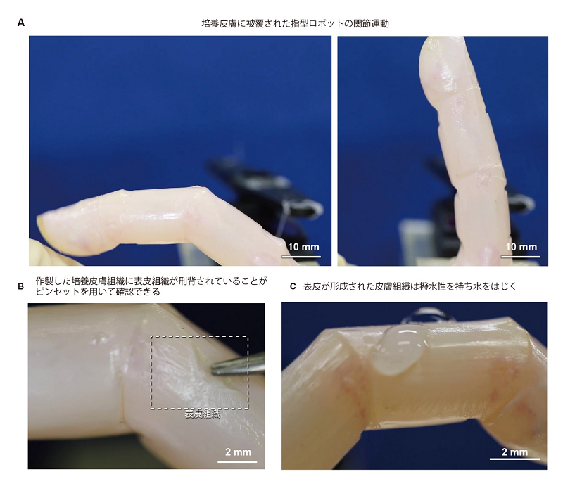 図 2. (A) 培養皮膚に被覆された指型ロボットの関節運動。作成したロボットは皮膚を破壊することなく関節運動を行うことができる。(B) 表皮組織の確認。(C)表皮組織の特性である撥水性の確認