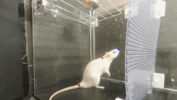 GIF of white rat moving while music plays.
