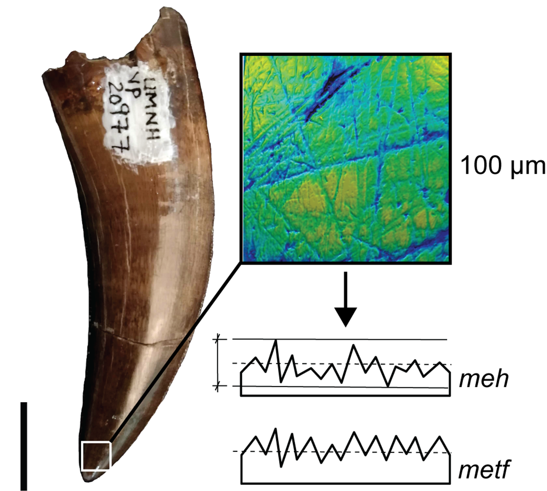 Illustration of the DMTA image compared to a tooth.