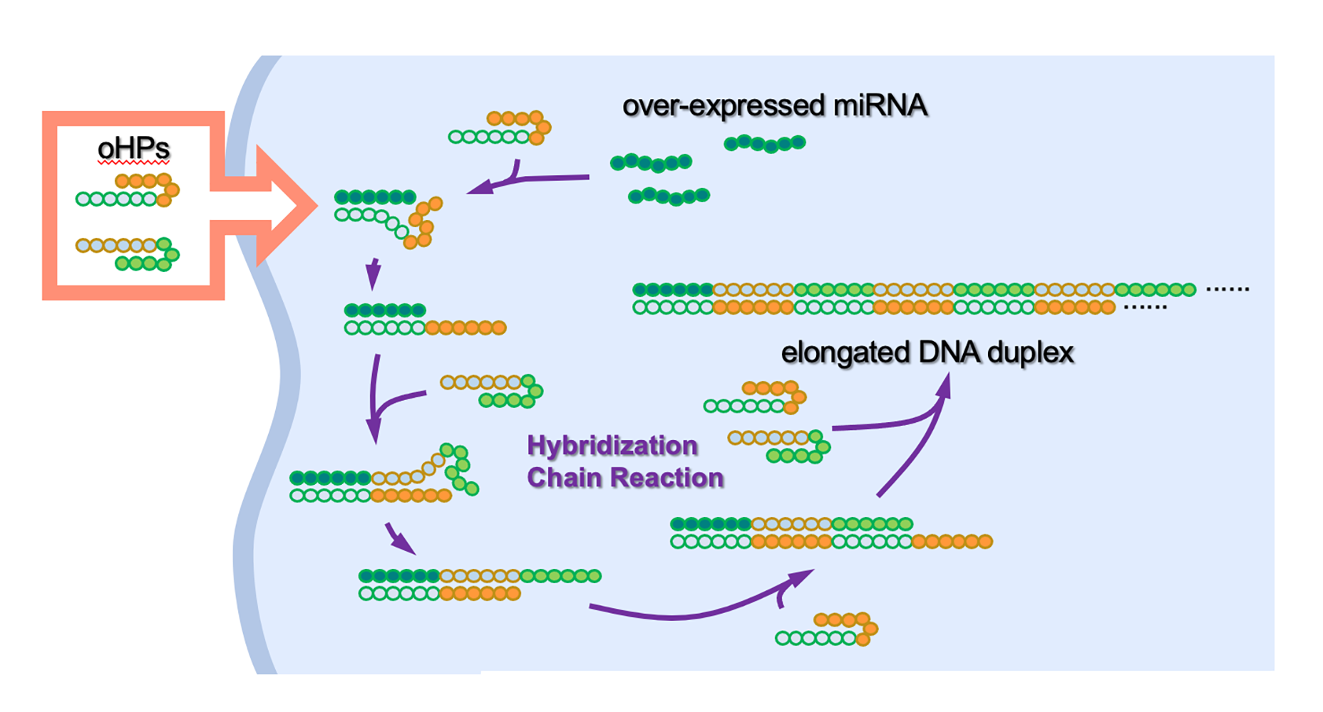 Illustration of OHPs interaction with miRNA