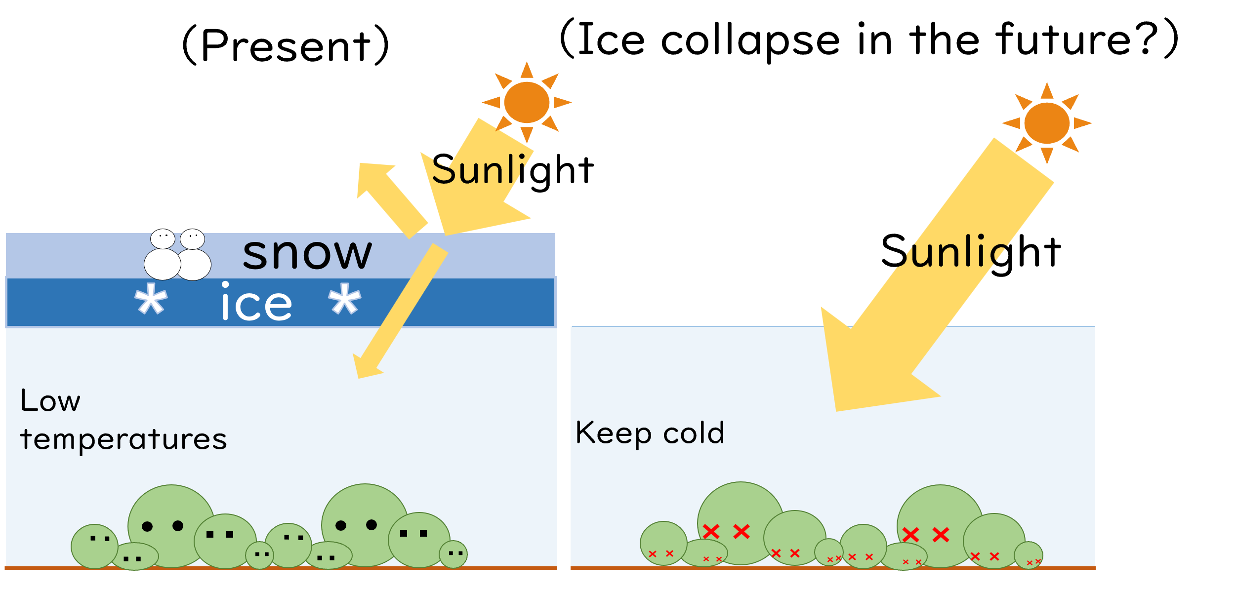 A cute illustration shows the negative impact of too much sunlight penetrating the water and killing the marimo colony.
