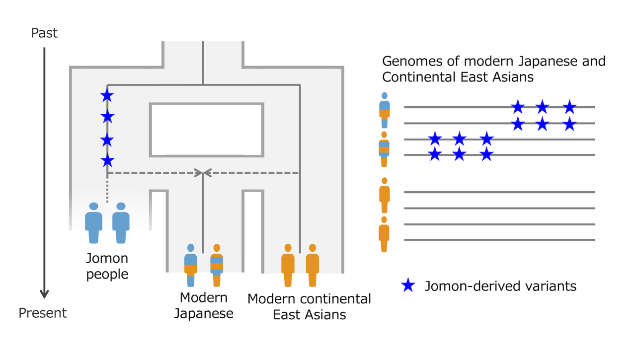 A chart showing Japanese ancestry from the Jomon (blue stick people) and continental East-Asian farmers (orange stick people), combining (to form striped stick people)