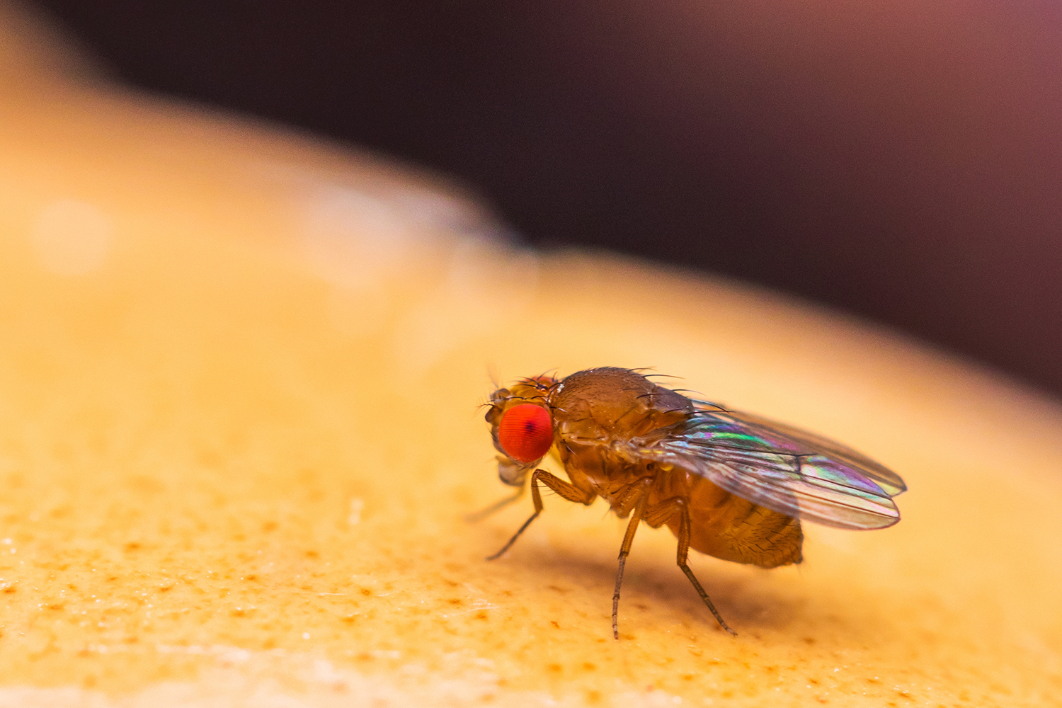 Close up shot of a fruit fly on an orange.