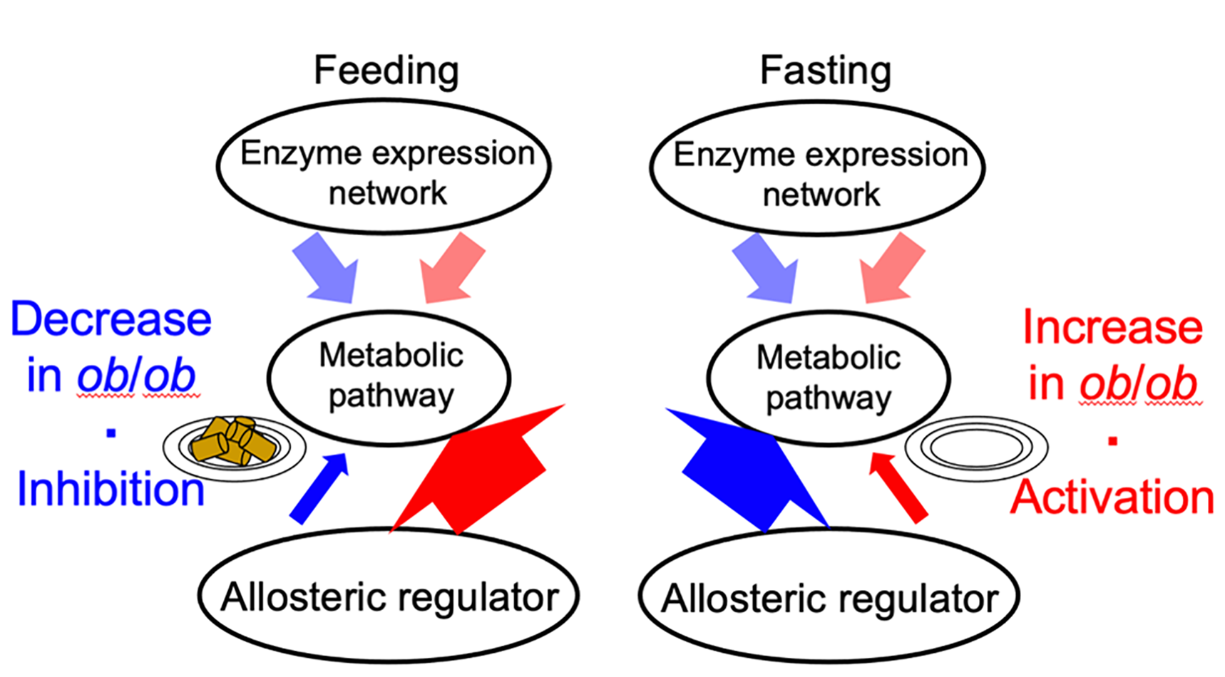 Image explaining the differing allosteric responses.