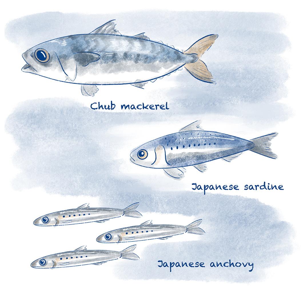 Watercolor style illustration of three key fish species.