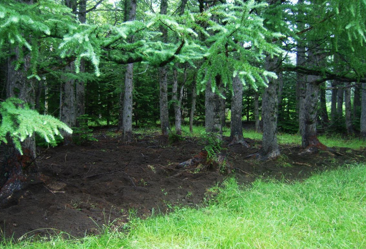 A dug-up larch forest in Shiretoko.