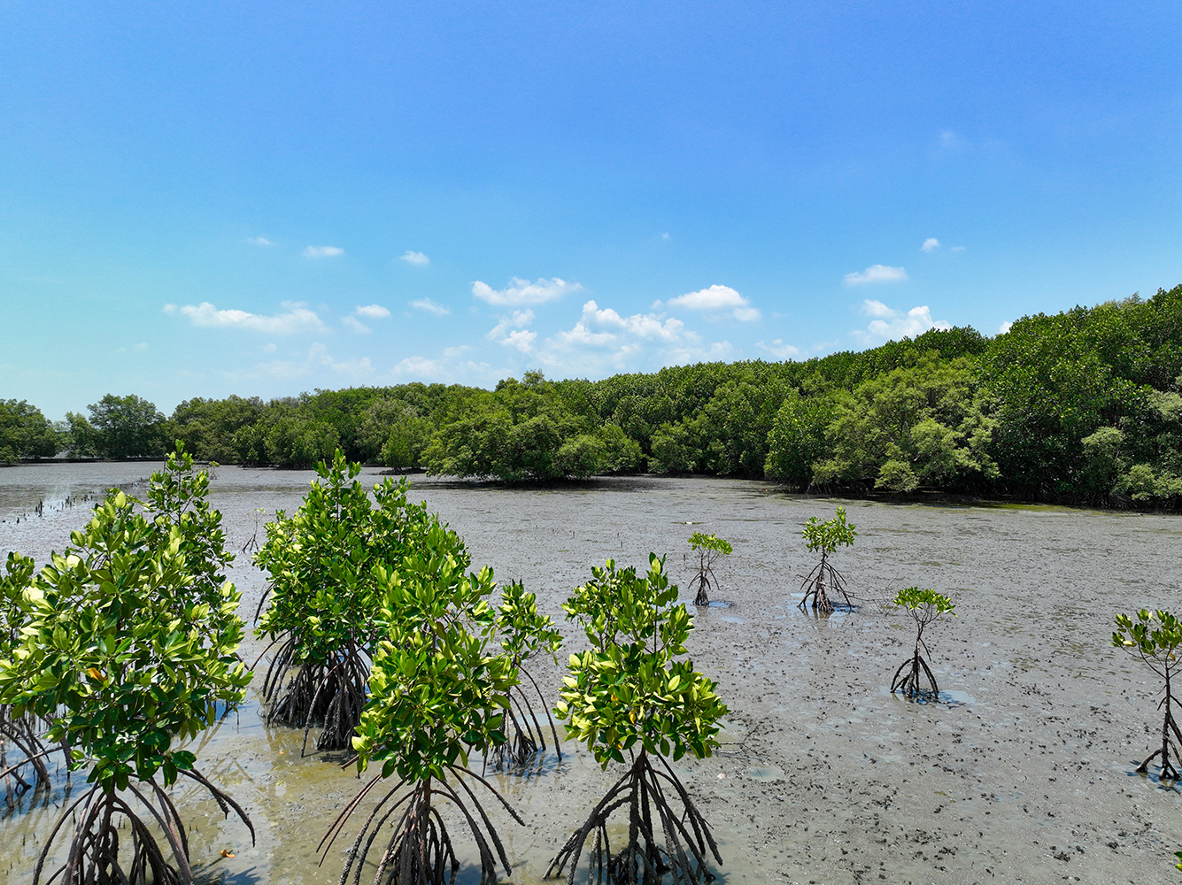 Photo looking towards a mangrove forest from the sea.