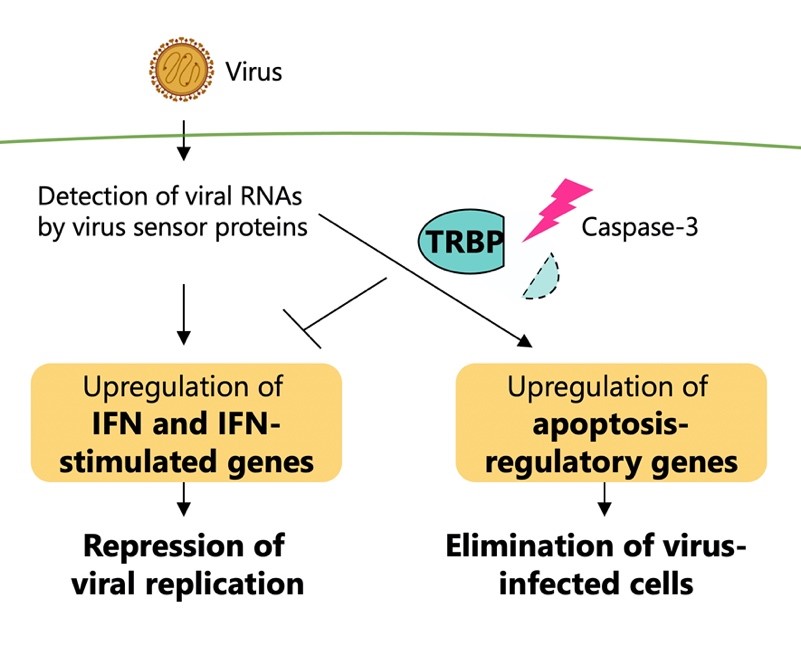 Diagram illustrating antiviral immune response regulated by the processing of TRBP