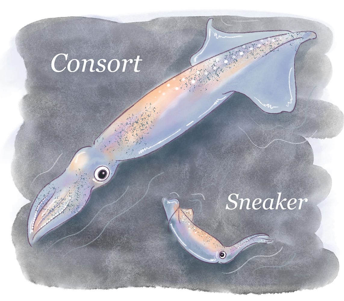 Illustration of consort spear squid and sneaker spear squid, to give an idea of size. 