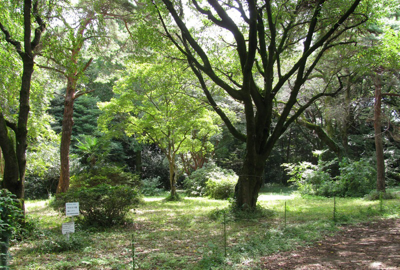Photo 12: The arboretum that is popular among local residents. The University of Tokyo Tanashi Forest. © The University of Tokyo Forests.