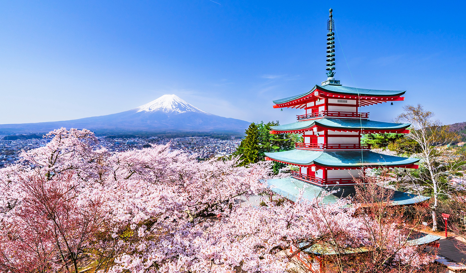 東京大学インド事務所：桜と富士山