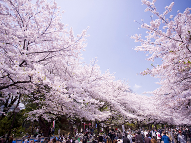 上野公園の桜