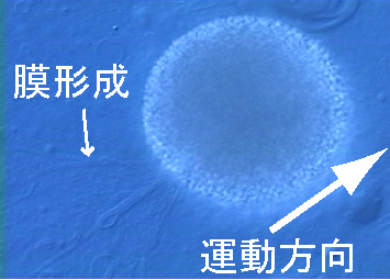 図