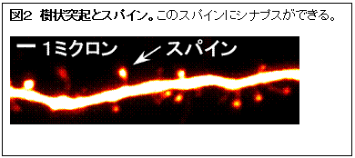 テキスト ボックス: 図2　樹状突起とスパイン。このスパインにシナプスができる。     