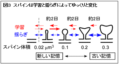 テキスト ボックス: 図3　スパインは学習と揺らぎによってゆっくりと変化       