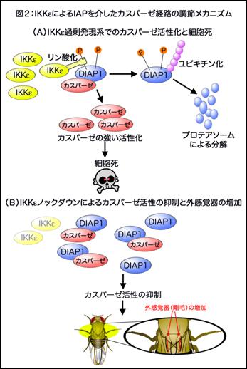 【希少】死の個性化