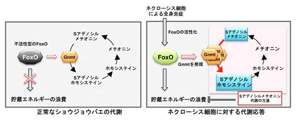 説明: Macintosh HD:Users:obatafumiaki:Desktop:プレスリリース:図:スライド2-2.jpg