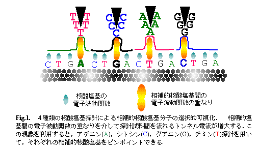 テキスト ボックス:    Fig.1.　4種類の核酸塩基探針による相補的核酸塩基分子の選択的可視化．　相補的塩基間の電子波動関数の重なりを介して探針試料間を流れるトンネル電流が増大する．この現象を利用すると，アデニン(A)，シトシン(C)，グアニン(G)，チミン(T)探針を用いて，それぞれの相補的核酸塩基をピンポイントできる．    