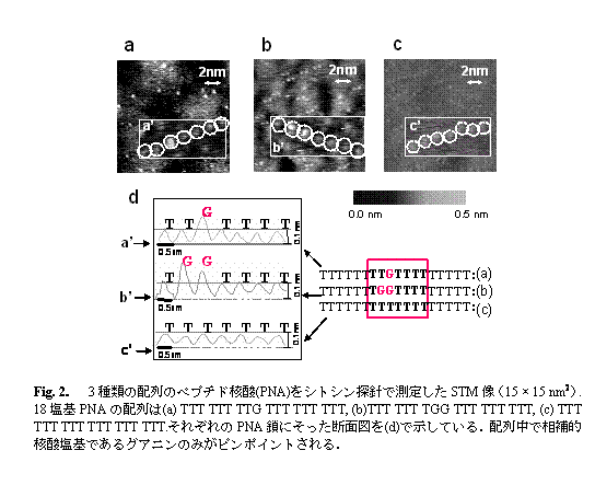 テキスト ボックス:      Fig. 2．　3種類の配列のペプチド核酸(PNA)をシトシン探針で測定したSTM像（15 × 15 nm2）. 18塩基PNAの配列は(a) TTT TTT TTG TTT TTT TTT, (b)TTT TTT TGG TTT TTT TTT, (c) TTT TTT TTT TTT TTT TTT.それぞれのPNA鎖にそった断面図を(d)で示している．配列中で相補的核酸塩基であるグアニンのみがピンポイントされる．  