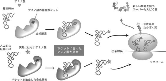 新しいアミノ酸を生体内で取り入れる様子の模式図