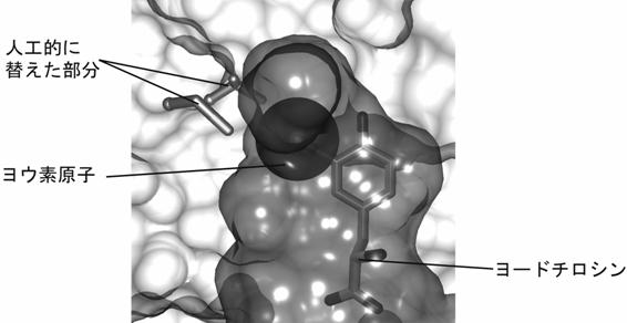 我々のグループが決定した変異TyrRSの「鍵穴」に結合するヨードチロシン．ヨウ素を球で示した図