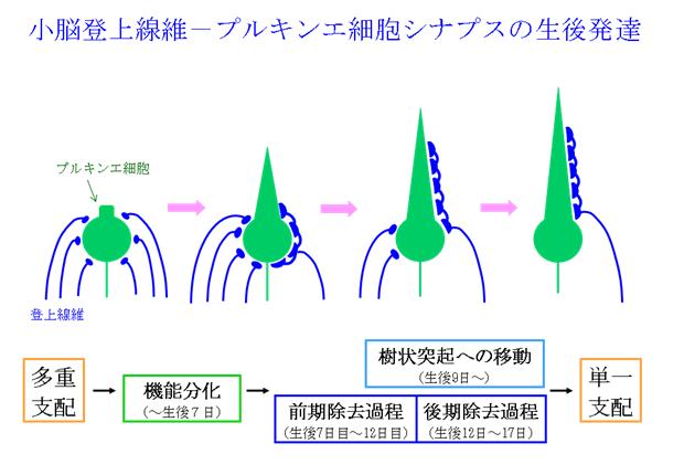 シナプス刈り込みの分子メカニズムを解明 | 東京大学
