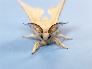 silkmoth