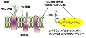 細胞膜を模倣した新しいバイオマテリアル「MPCポリマー」