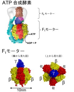 ATPase_ja_full-2